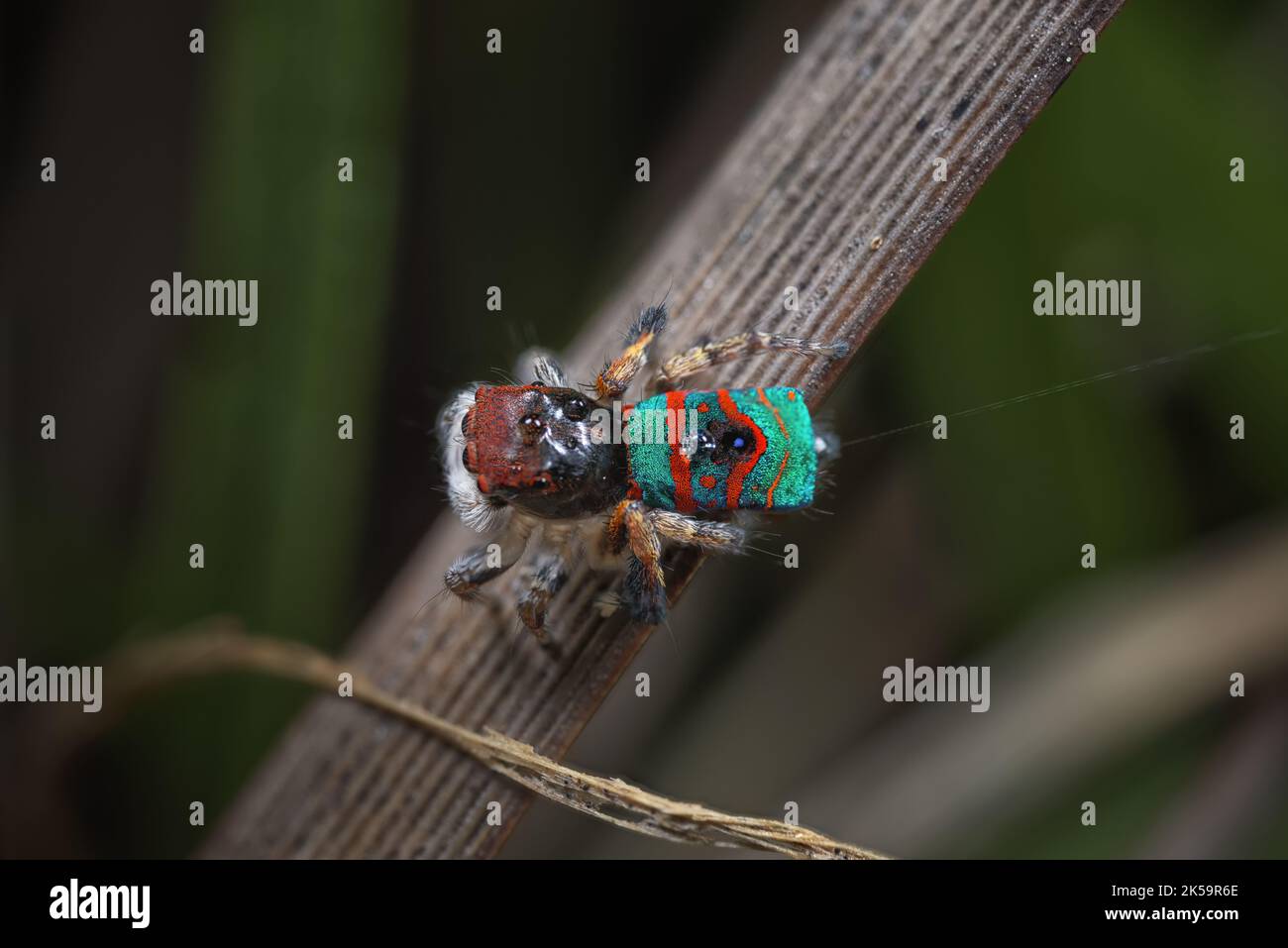 Männchen Maratus gemmifer Pfauenspinne in seinen Zuchtfarben Stockfoto