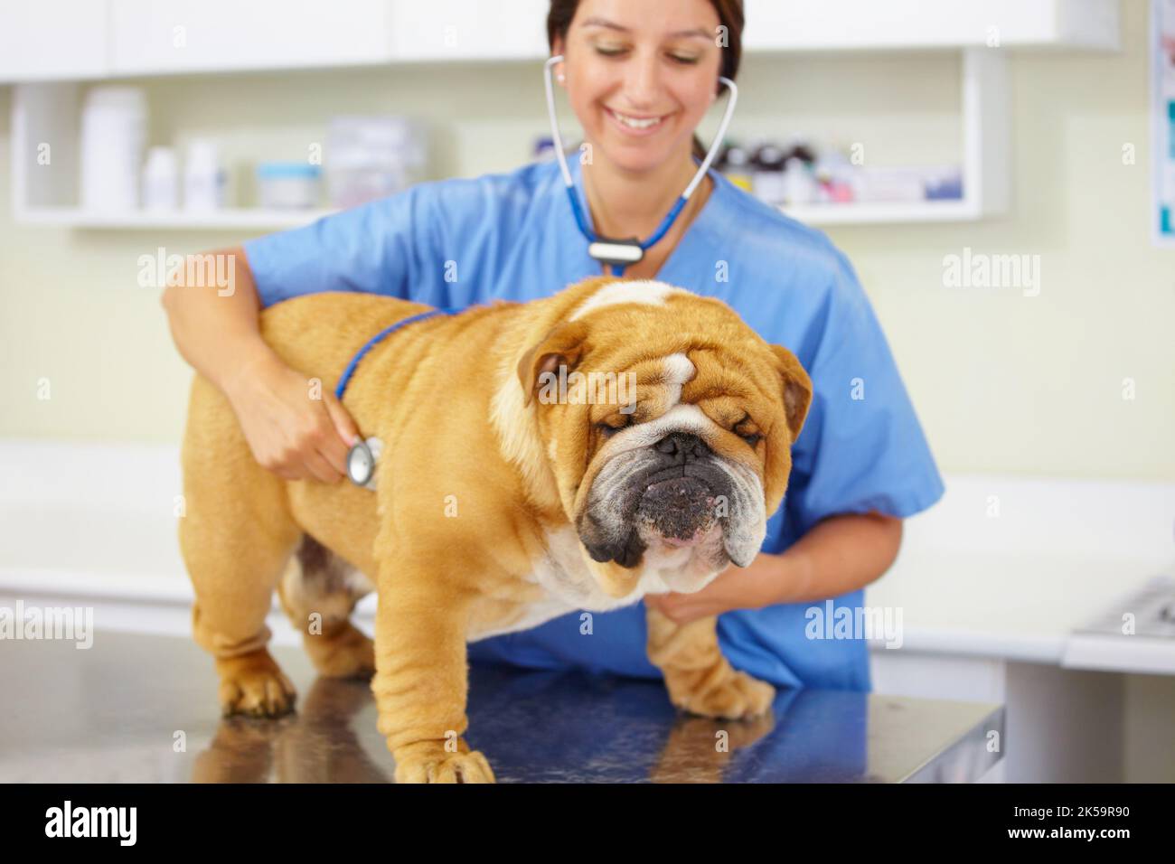 Starke und gesunde Bulldogge. Ein junger Tierarzt untersucht eine große Bulldogge, die auf einem Untersuchungstisch sitzt. Stockfoto