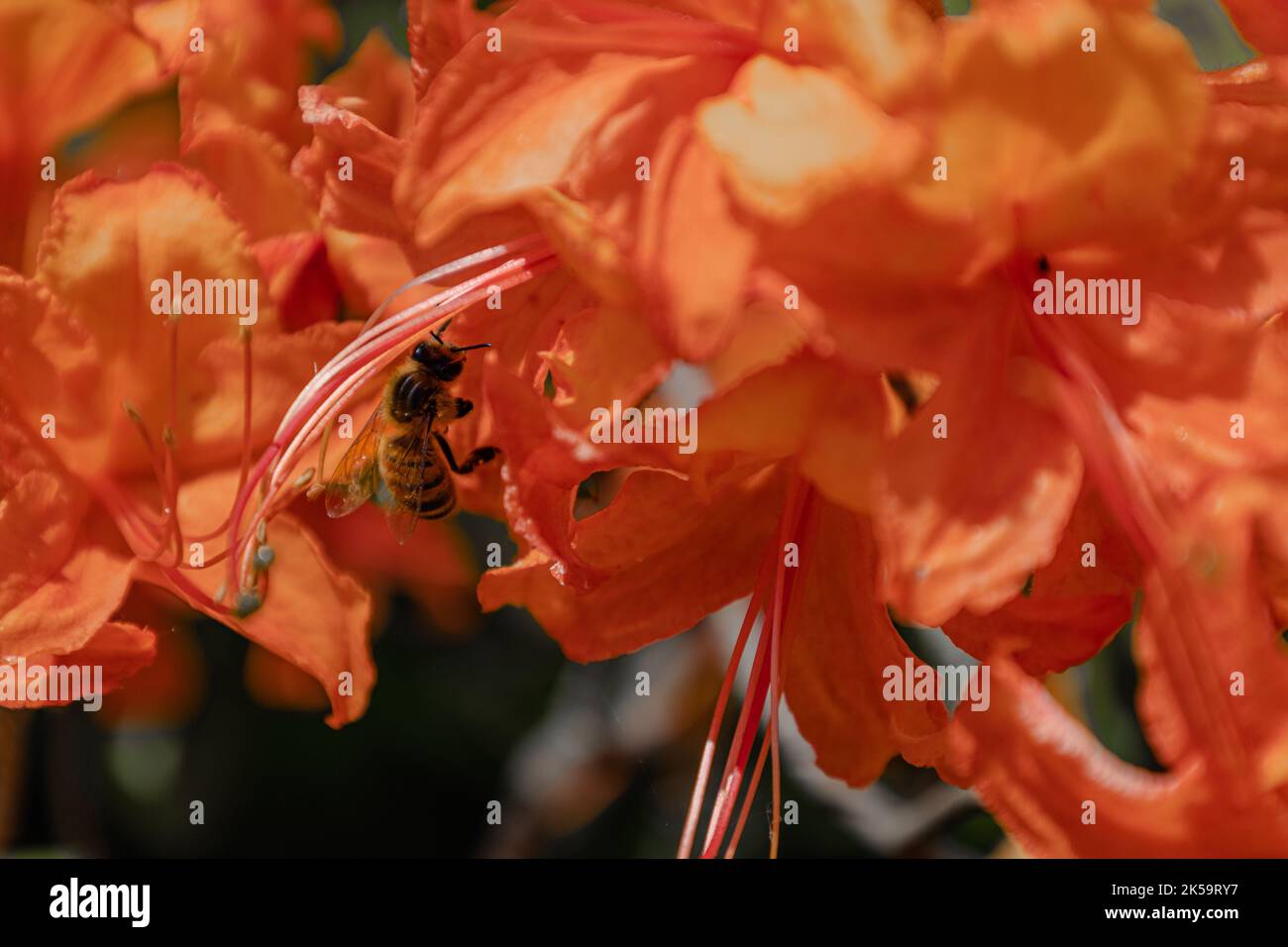 Biene in Blüte, Honigbiene bestäubt von der roten Blume Stockfoto