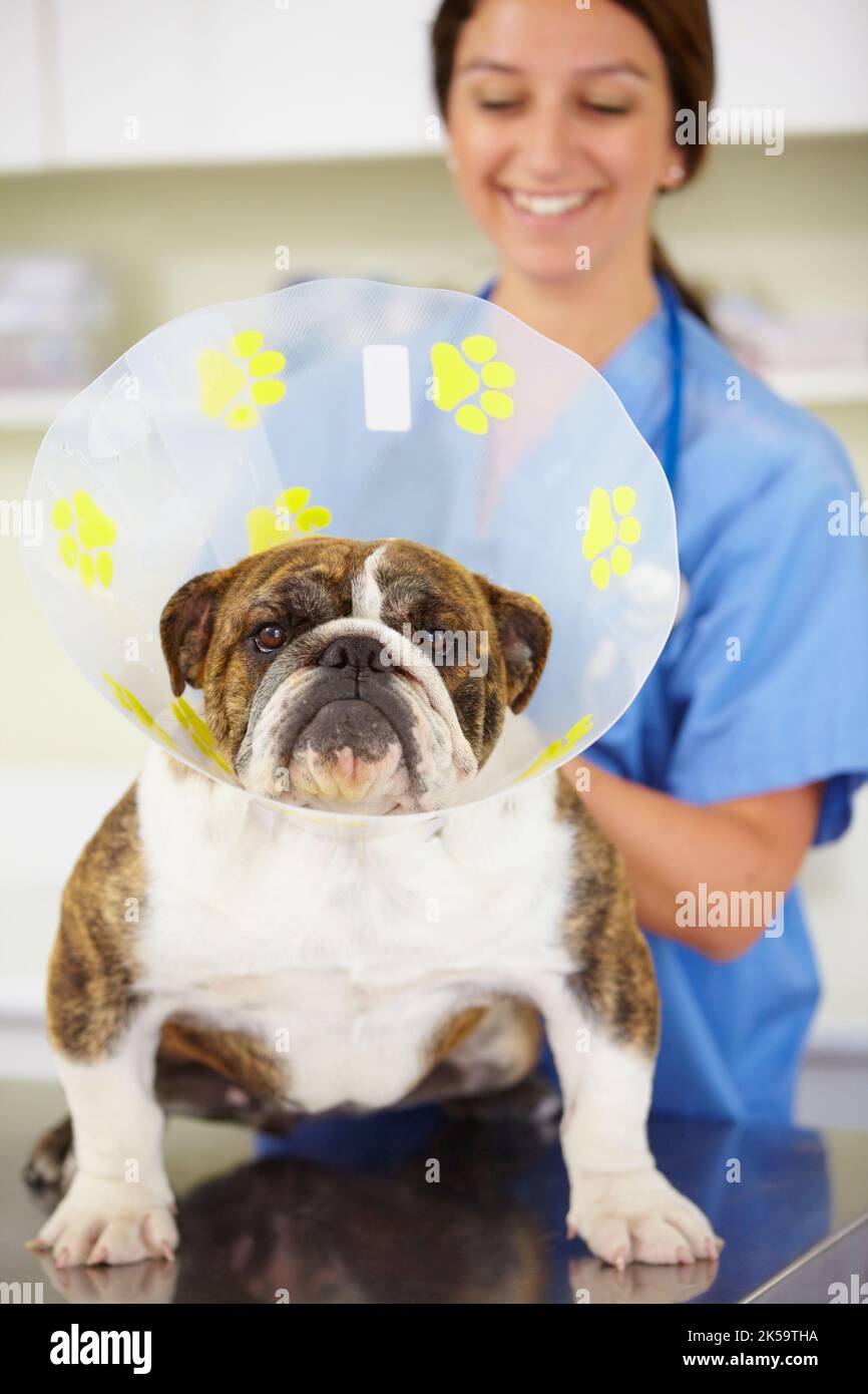Lachen Sie einfach... ich wage Sie.ein Tierarzt, der einen Kegel am Hals einer großen Bulldogge befestigt. Stockfoto
