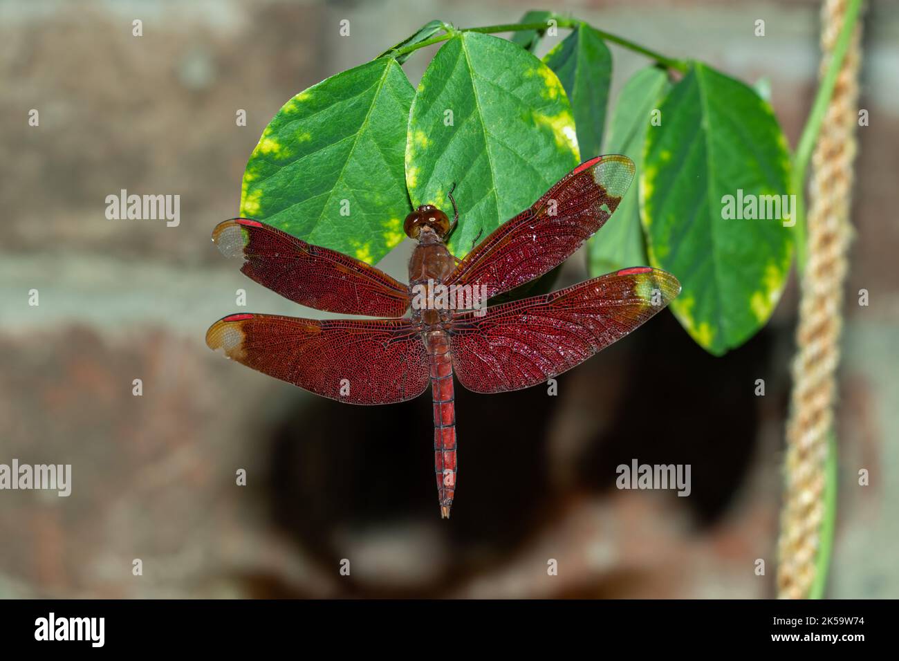 Die natürlichen Farben einer erwachsenen Libelle sind oft eine Kombination aus roten, braunen, schwarzen oder gelben Pigmenten. Die Fliege sitzt auf einem Bluebellvi Stockfoto
