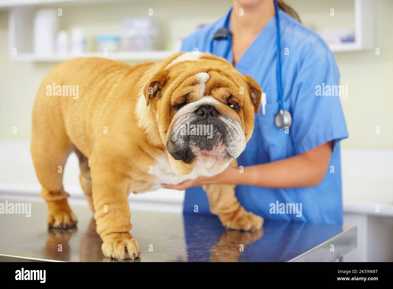 Ein Tierarzt untersucht eine große Bulldogge, die auf einem Untersuchungstisch sitzt. Stockfoto