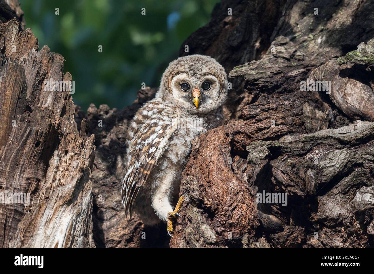 Baby Barred Owl - Minuten nach dem Ausflügge Stockfoto