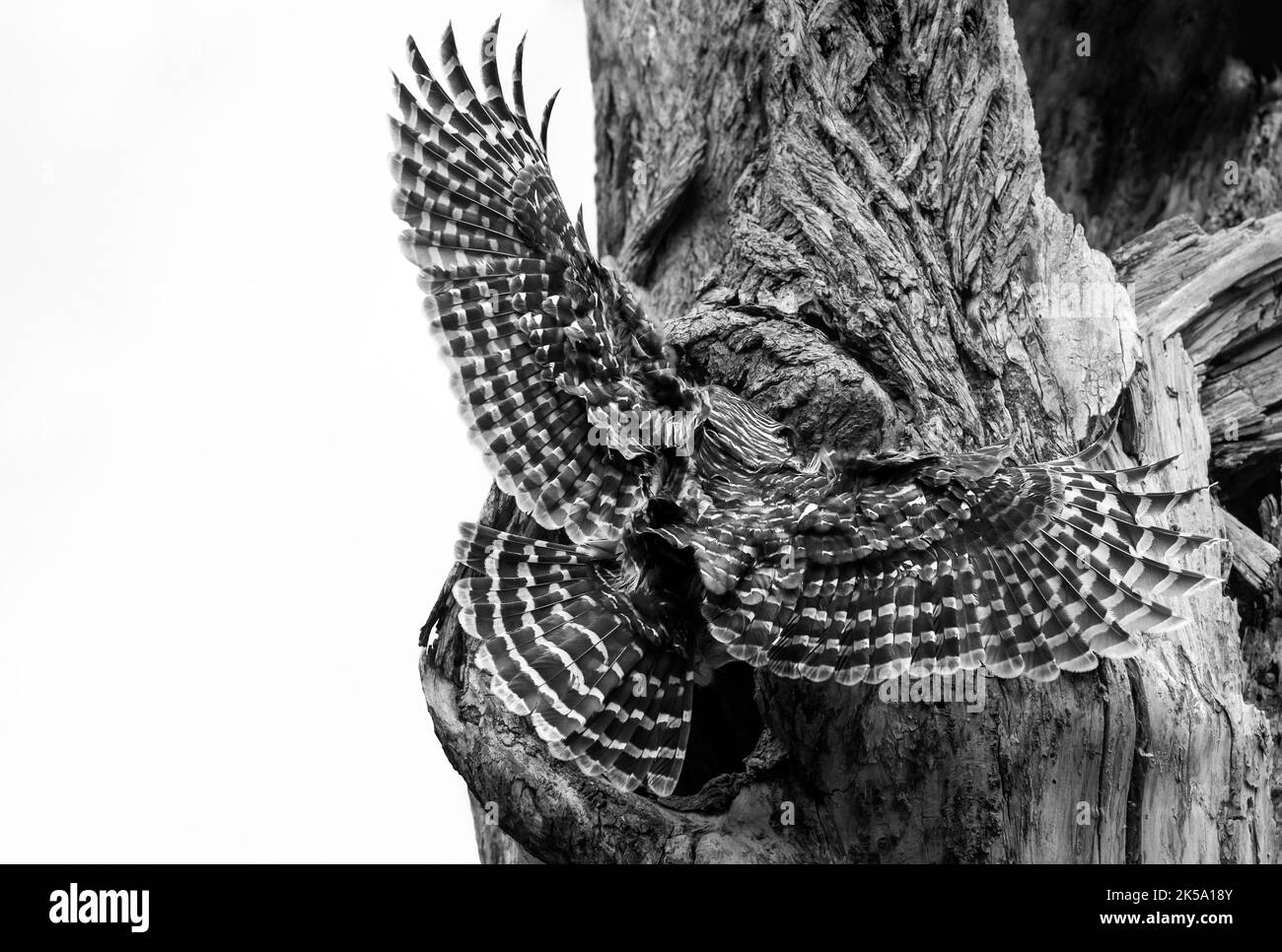 Mama barred Eule, die hereinstürzte, um ihre Babys zu füttern Stockfoto
