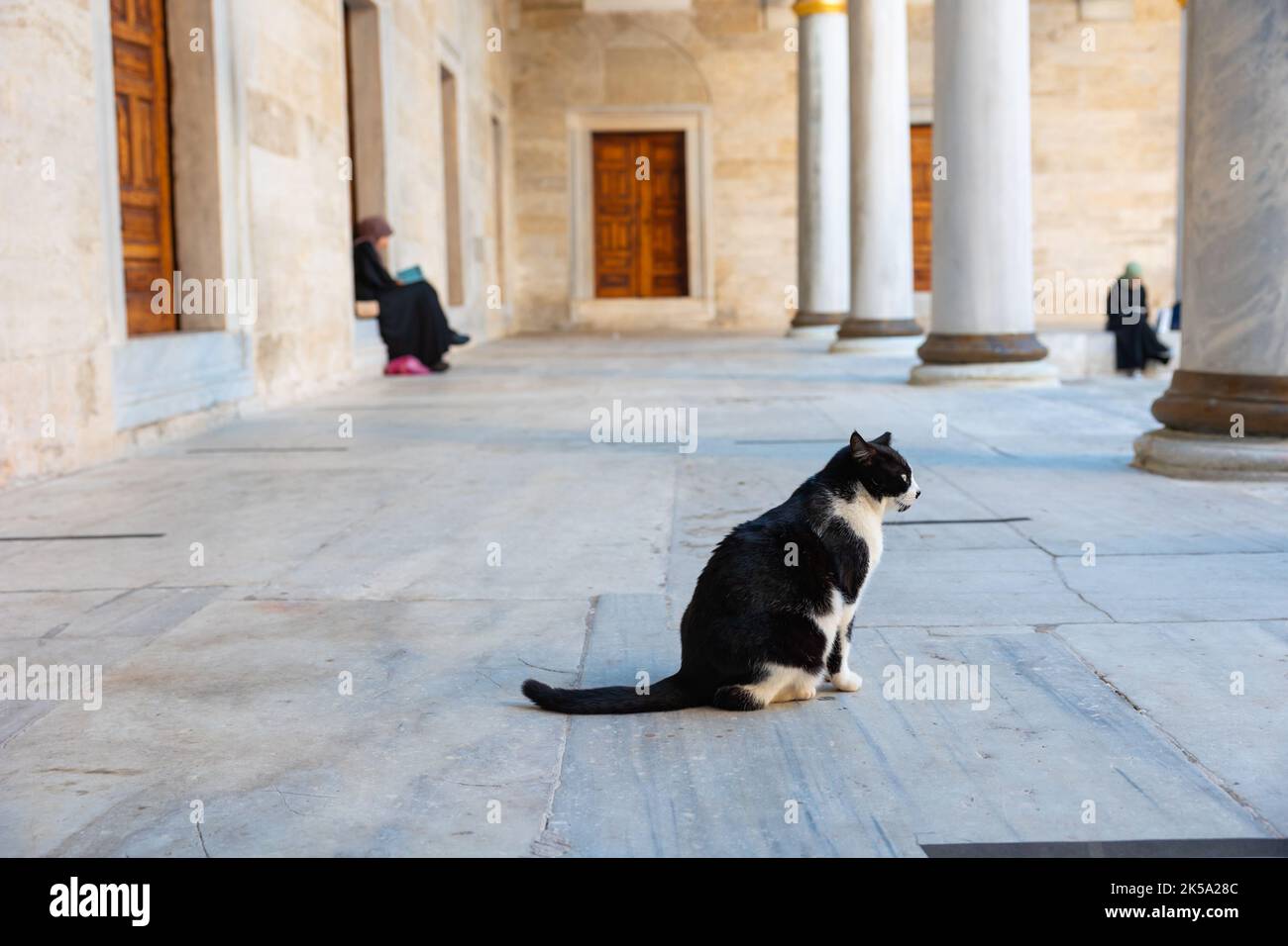 Türkischer Kulturhintergrund. Eine streunende Katze im Innenhof einer Moschee in Istanbul. Stockfoto