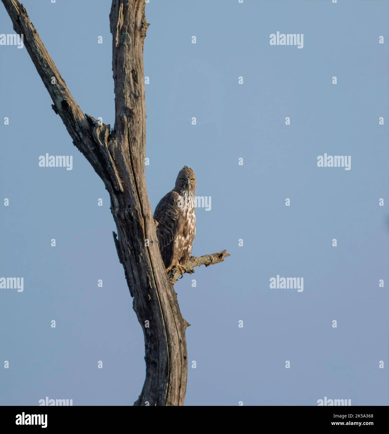 Hawk Curved Branch Stockfoto