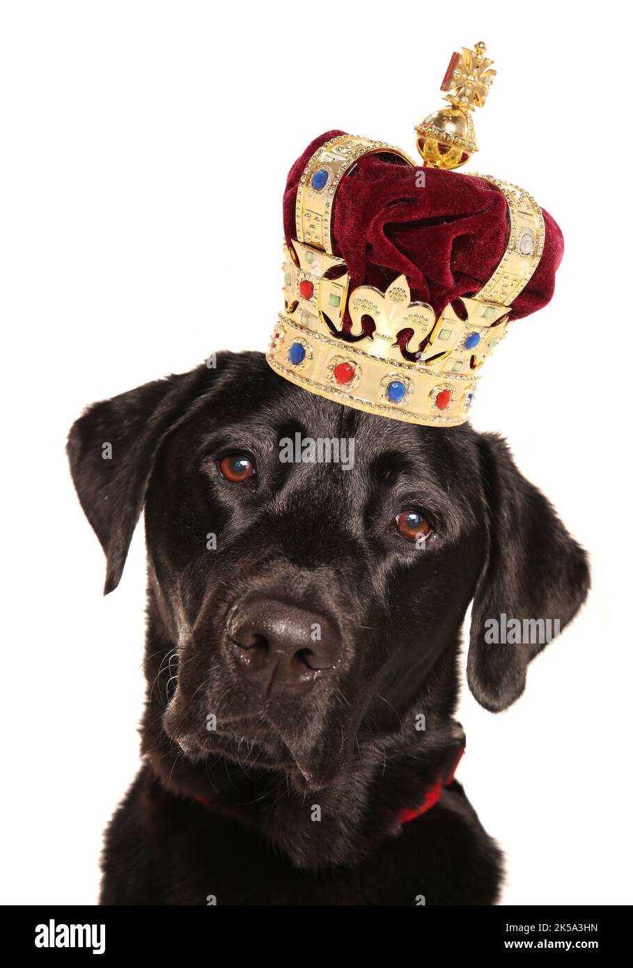 Labrador trägt eine Krone für die beliebteste Hunderasse Stockfoto