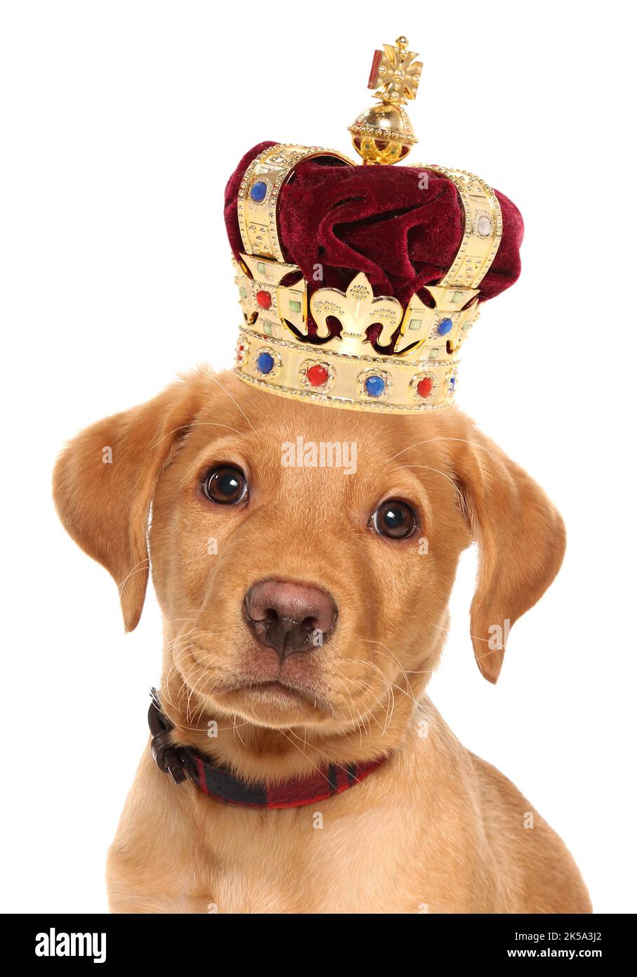 Labrador Retriever Welpe trägt eine Krone für die beliebtesten Hunderasse Stockfoto
