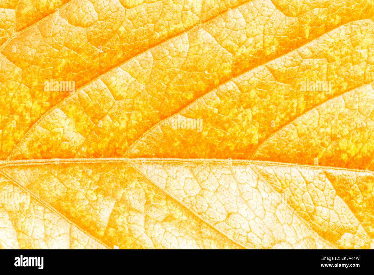 Abstrakter natürlicher Hintergrund: Nahaufnahme der trockenen orangefarbenen Blattstruktur Stockfoto