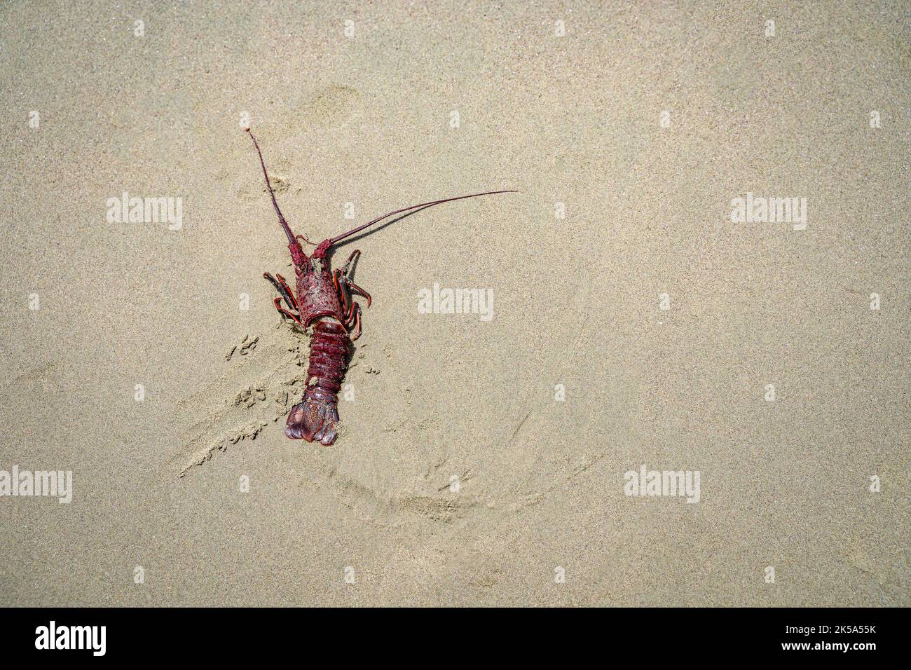 Toter roter stacheliger Hummer molt Panulirus interruptus auf dem Sand am Butterfly Beach Santa Barbara. California Marine Tierwelt Hintergrund Stockfoto