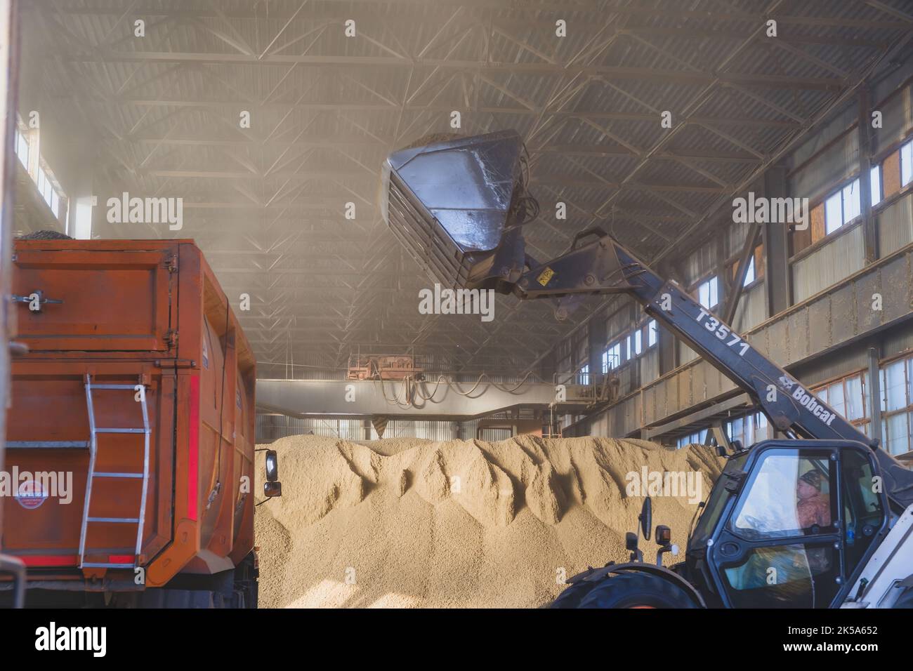Beladen von Getreide aus dem Lager in einen Getreidewagen. Weizenkorn laden. Erntezeit für die Landwirtschaft. Ukraine 20-11-2020 Stockfoto