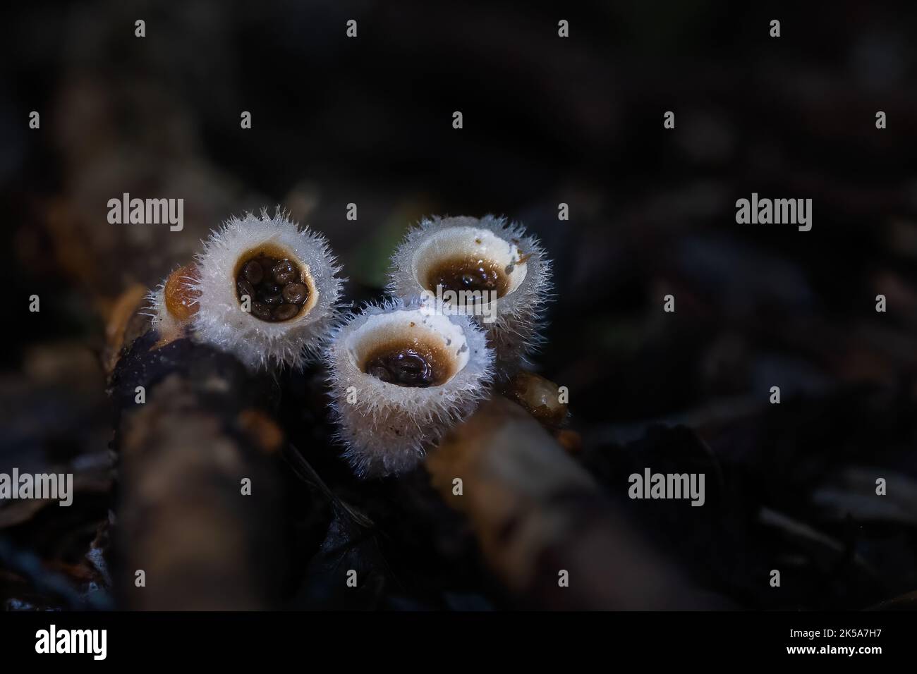 Vogelnistpilze (Crucibulum laeve) wachsen auf gefallenen Ästen auf dem Waldboden. Die flachen ‘Eier’ enthalten Sporen und werden von spl aus dem ‘Nest’ geworfen Stockfoto