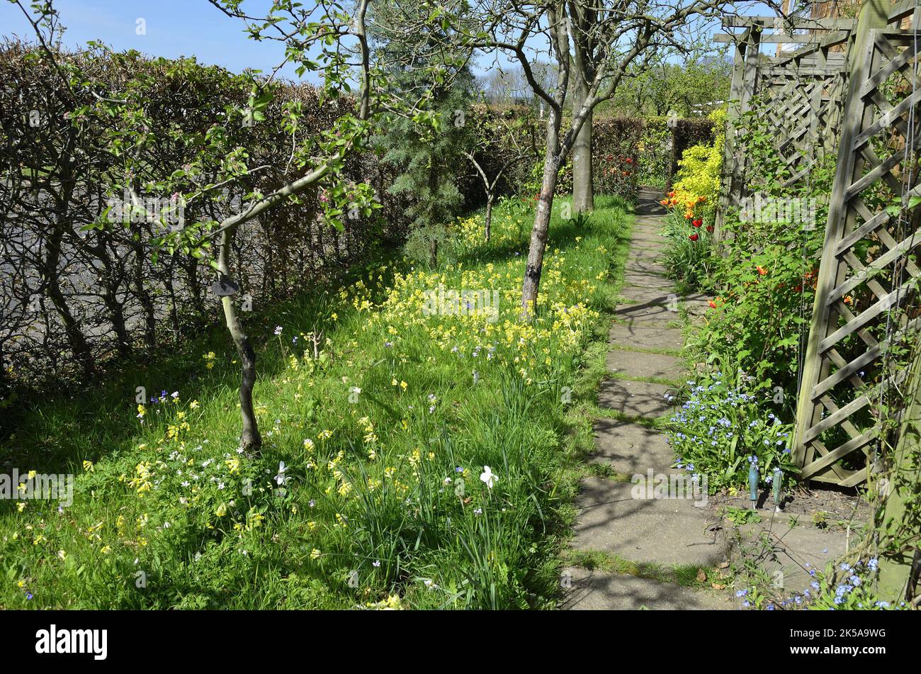 Frühlingsblumen in einem Wildblumenabschnitt eines Dorfgartens, wo das Gras im Frühling und Sommer ungeschnitten bleibt, um die Tierwelt zu unterstützen Stockfoto