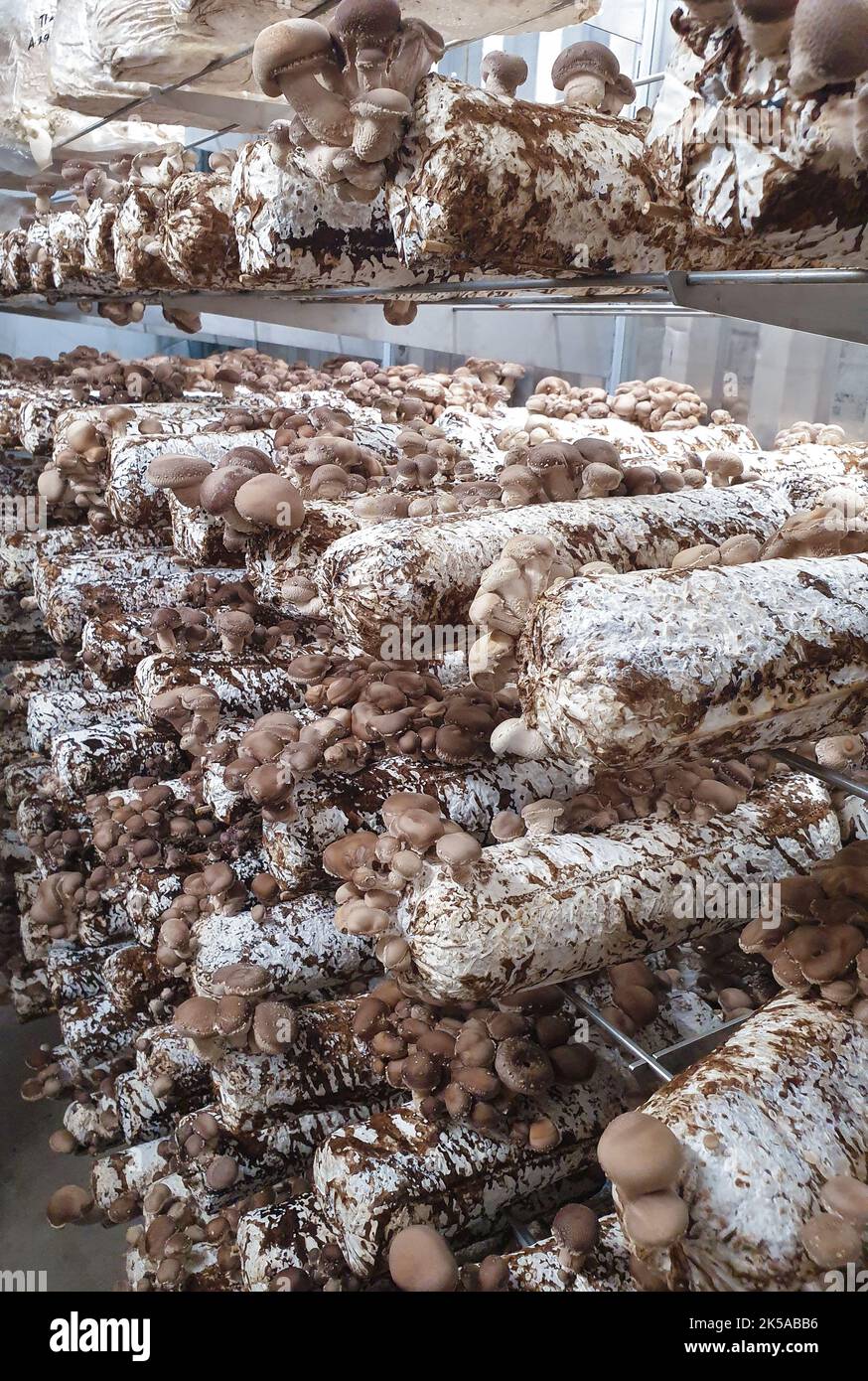 Shiitake-Pilze, die in einer vertikalen Pilzfarm auf Substrat angebaut werden. Stockfoto