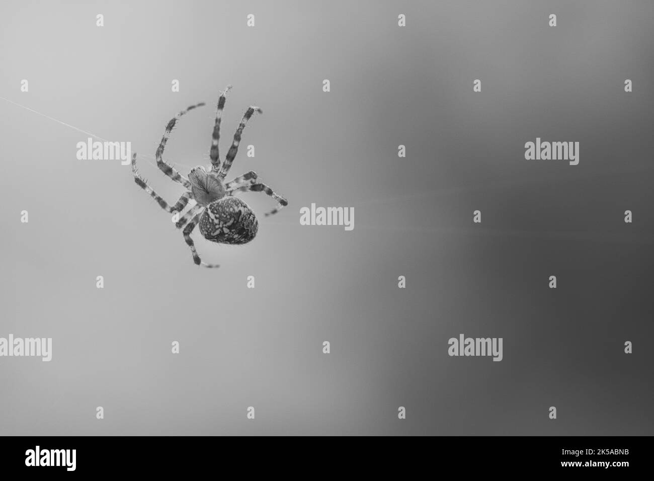 Kreuzspinne in schwarz-weiß geschossen, kriechend auf einem Spinnfaden. Halloween-Schrecken. Unscharfer Hintergrund. Ein nützlicher Jäger unter Insekten. Arachnid. Anim Stockfoto