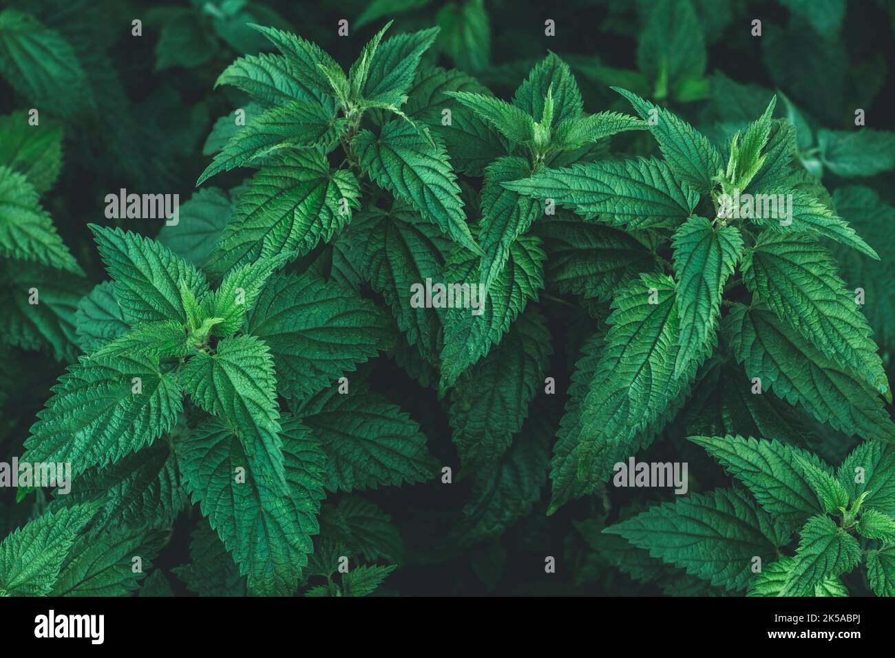 Gewöhnlicher Brennnesselbüsch im Freien. Urtica dioica. Brennnesseln Pflanzen. Konzept der Kräutermedizin. Grünes Laub Hintergrund. Dunkles Blattmuster bei Nacht. Stockfoto