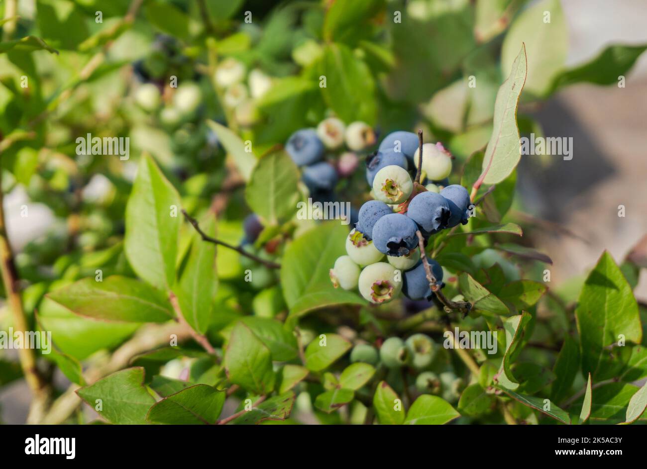Zweig der reifen Blaubeere auf dem Busch Nahaufnahme, wachsende Bio-Heidelbeere in einem Garten. Stockfoto