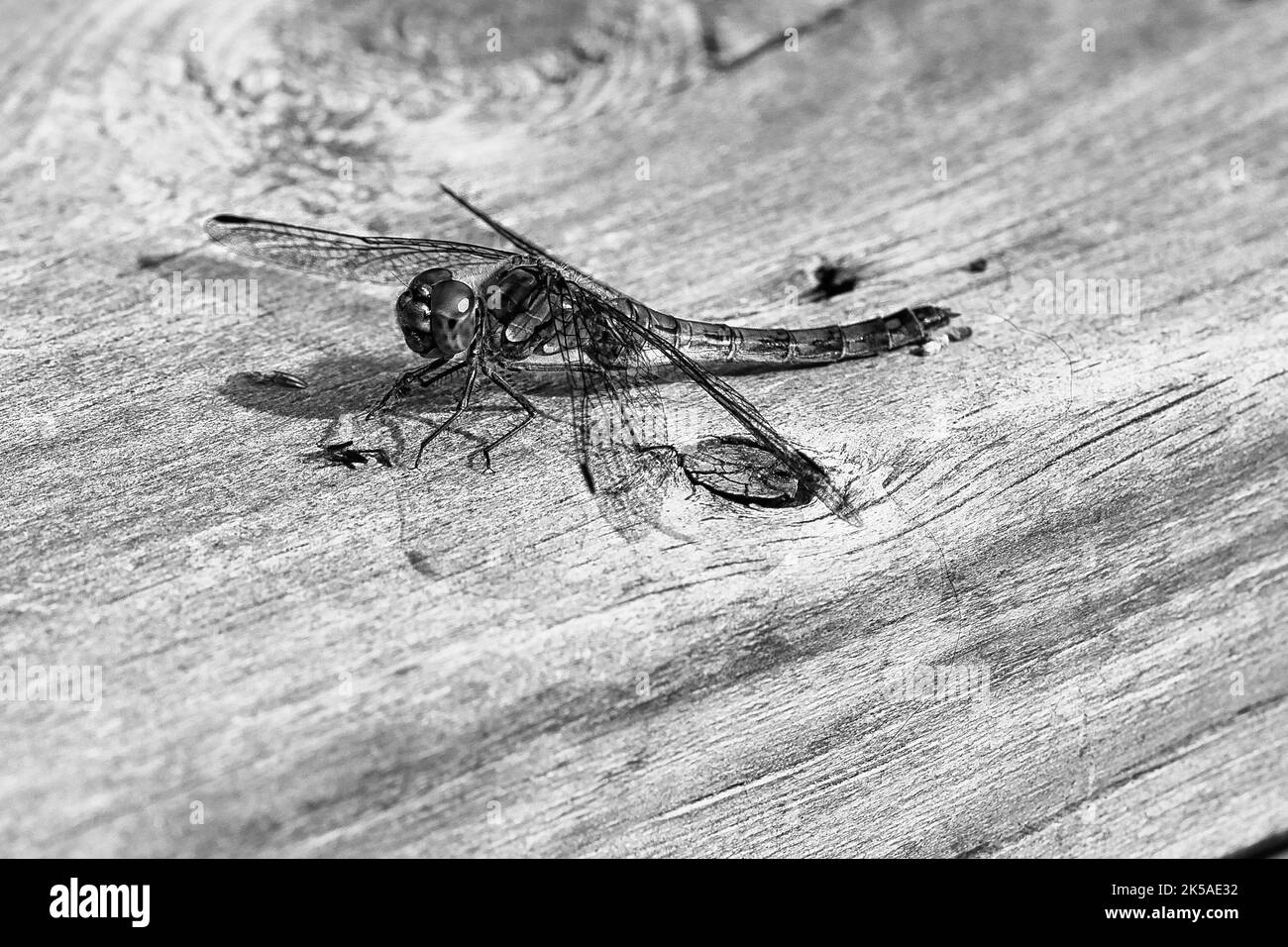 Die in Schwarz und Weiß gedrehte Fliege mit ausgebreiteten Flügeln auf einem Holzgeländer einer Terrasse in Schweden. Nahaufnahme von Tieren aus der Natur Stockfoto
