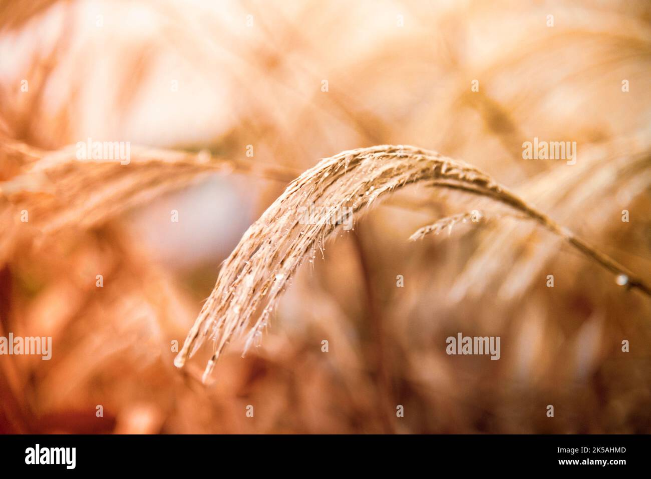 Goldgetrocknetes Wiesengras. Der natürliche Hintergrund, selektiver Fokus. Abstrakter natürlicher Hintergrund Stockfoto