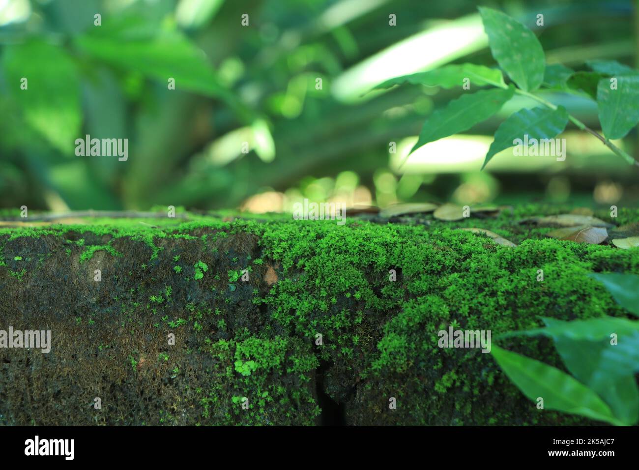 Schönes grünes Moos in Nahaufnahme, Moos-Textur, Moos abstrakter Hintergrund Stockfoto