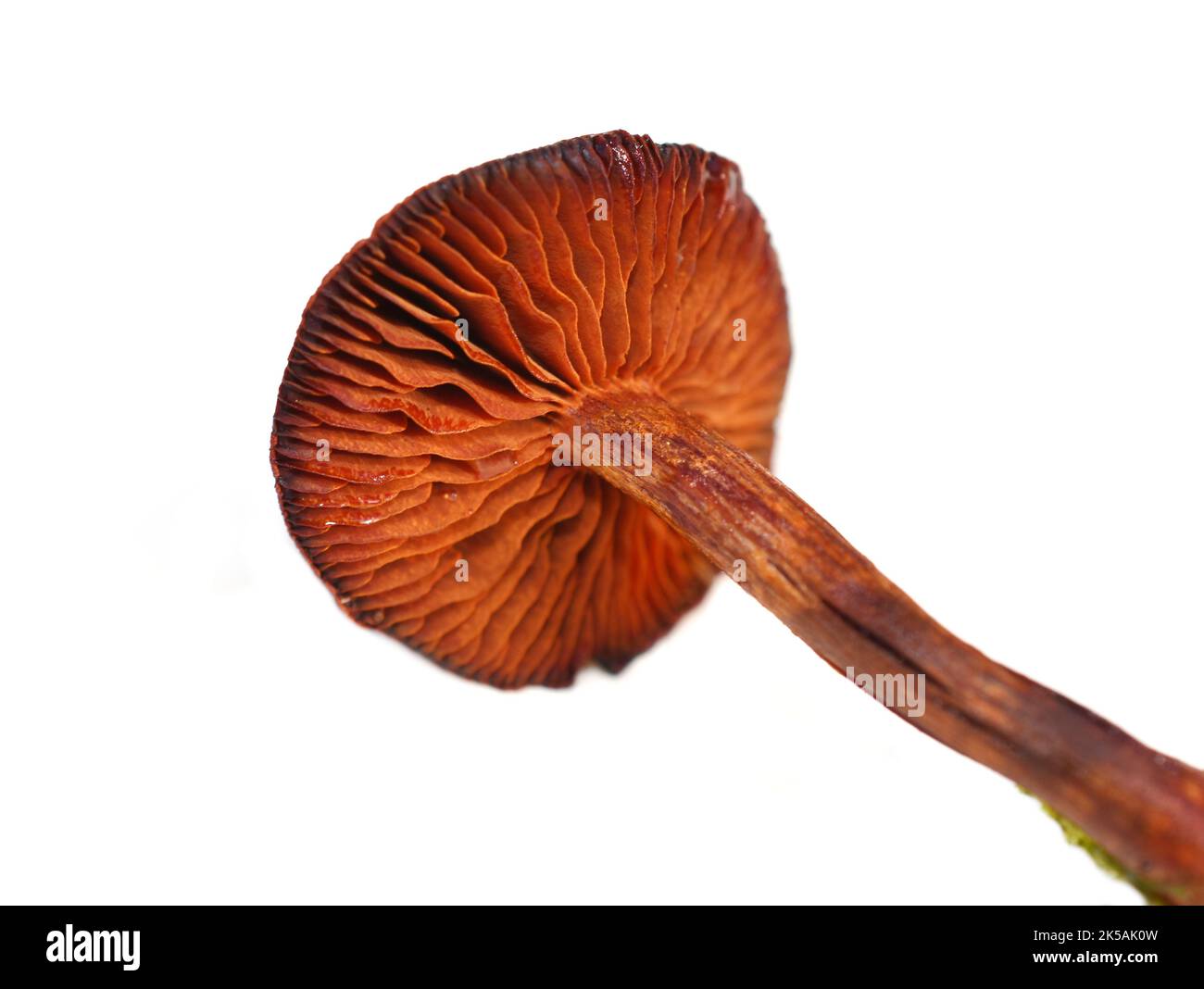 Blutroter Webcap Cortinarius sanguineus natürlicher Farbstoff-Pilz isoliert auf weißem Hintergrund Stockfoto