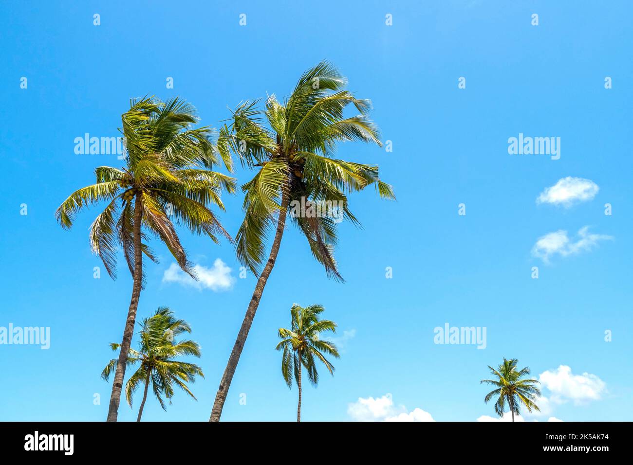 Kokospalmen und sommerblauer Himmel, tropischer Hintergrund Stockfoto