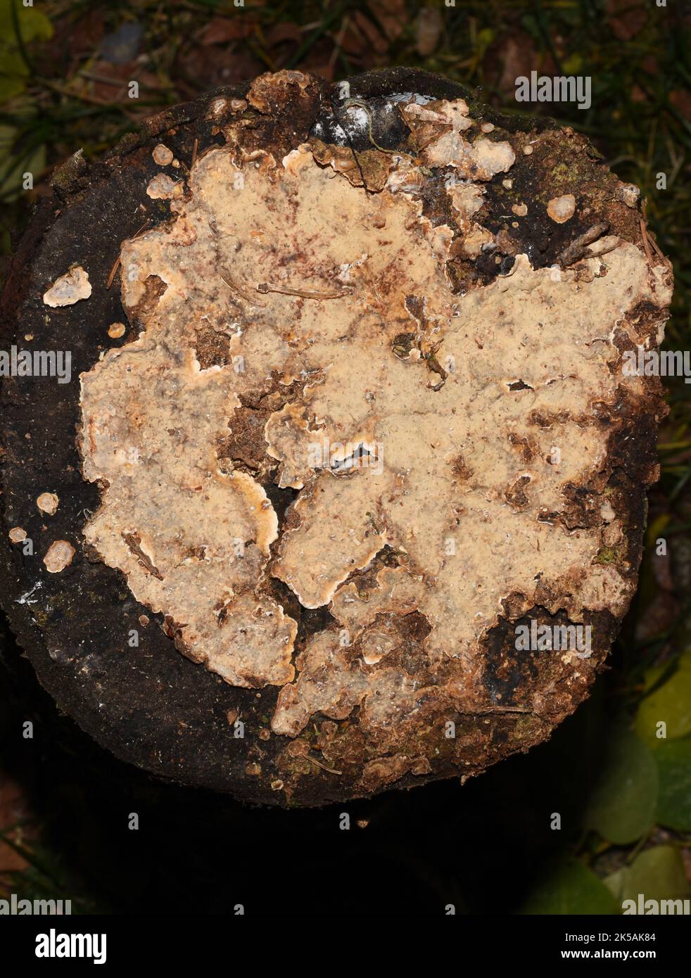Blutende Laubkruste Stereum rugosum Pilz wächst auf einem Baumstumpf Stockfoto