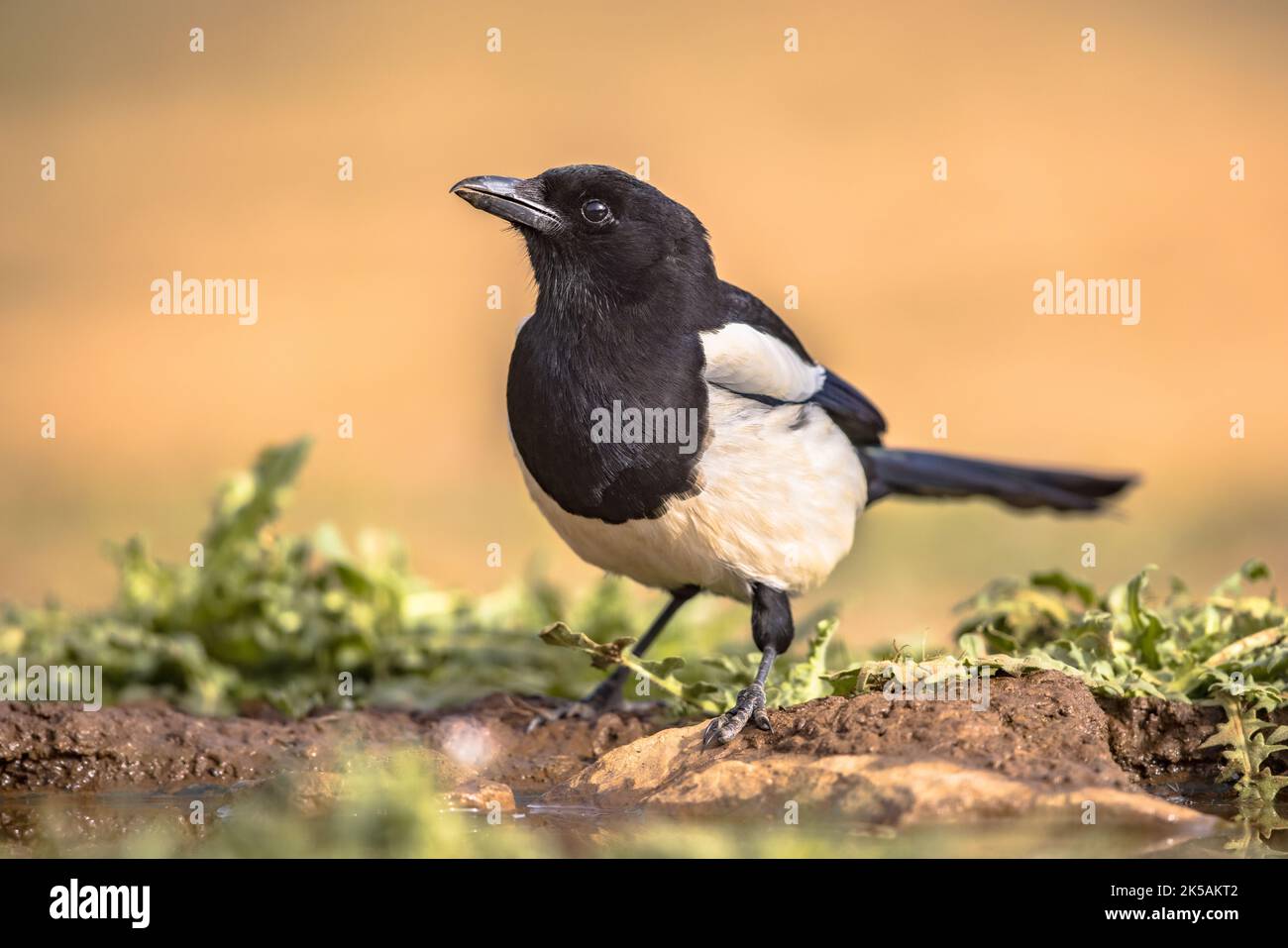 Eurasische Magpie (Pica pica), die in Distel auf hellem Hintergrund thront und die Kamera in Extremadura, Spanien, anschaut. April. Naturlandschaft in der EU Stockfoto