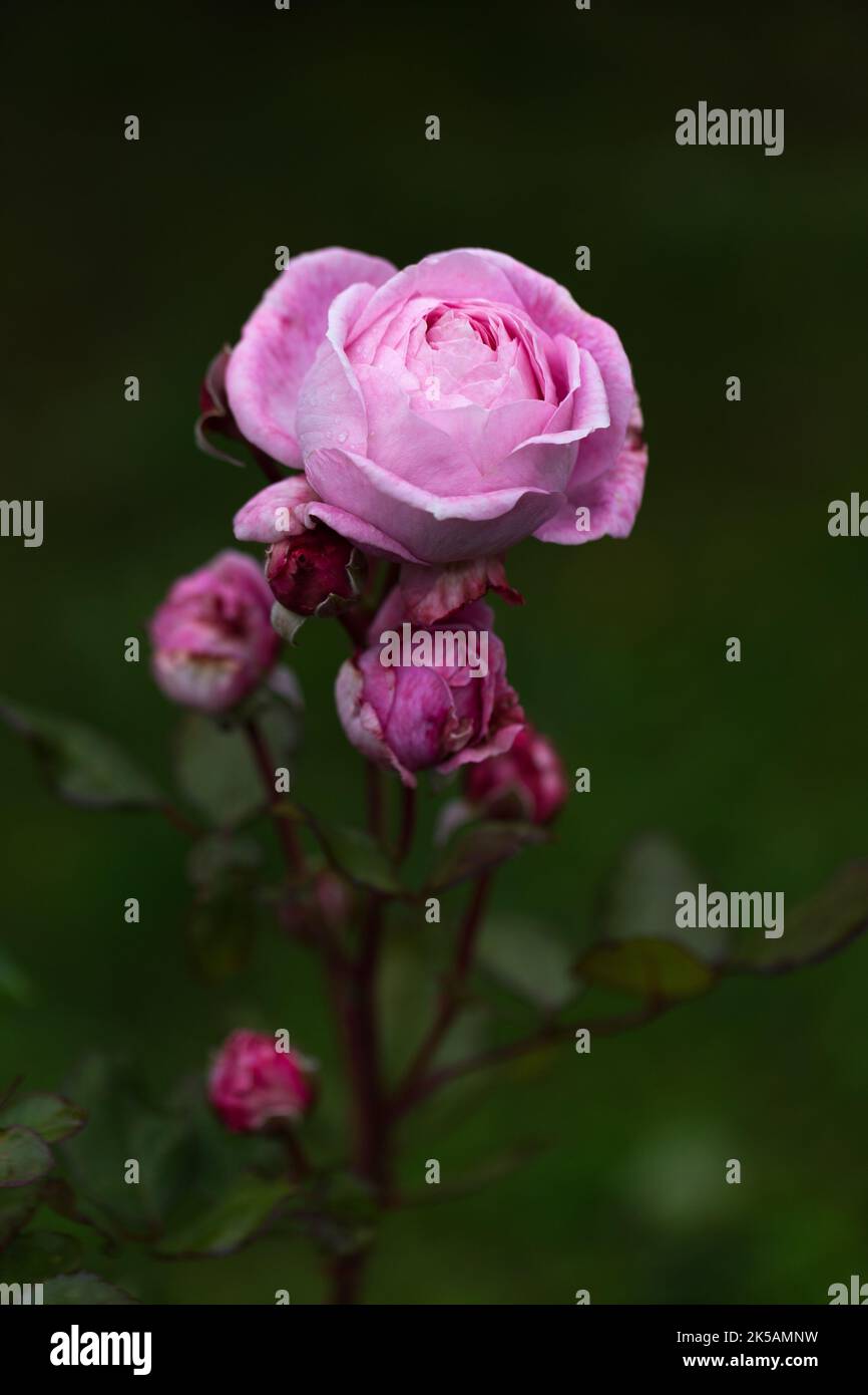 Anmutige Triebe von mittelgroßen rosa Rosen mit Knospen auf dunkelgrünem Gartenhintergrund Stockfoto