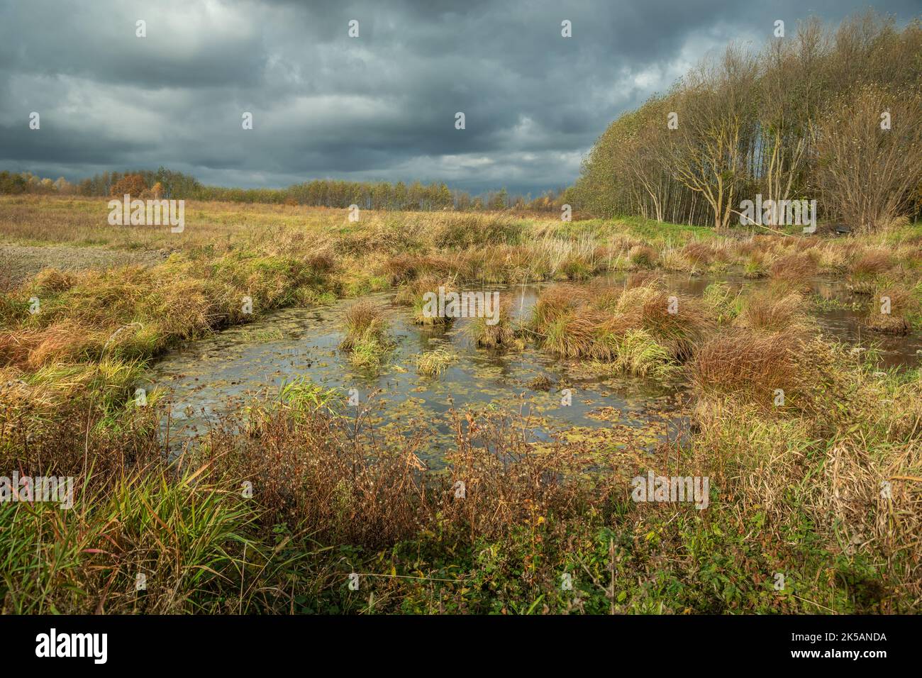 Sumpfiger wald Fotos und Bildmaterial in hoher Auflösung Alamy