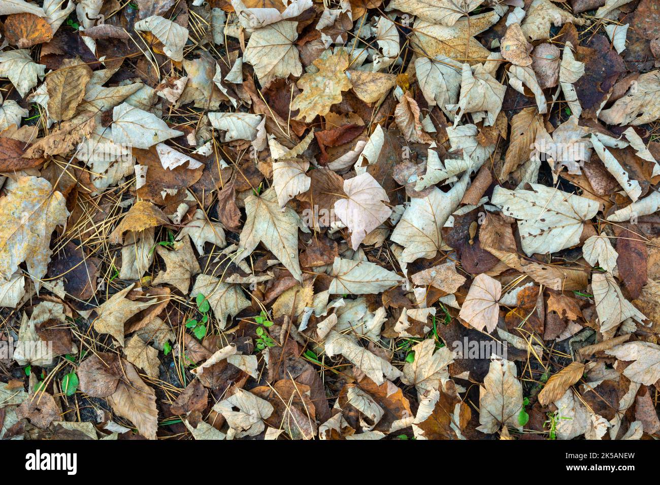 Trockene, heruntergefallene Blätter liegen auf dem Boden Stockfoto