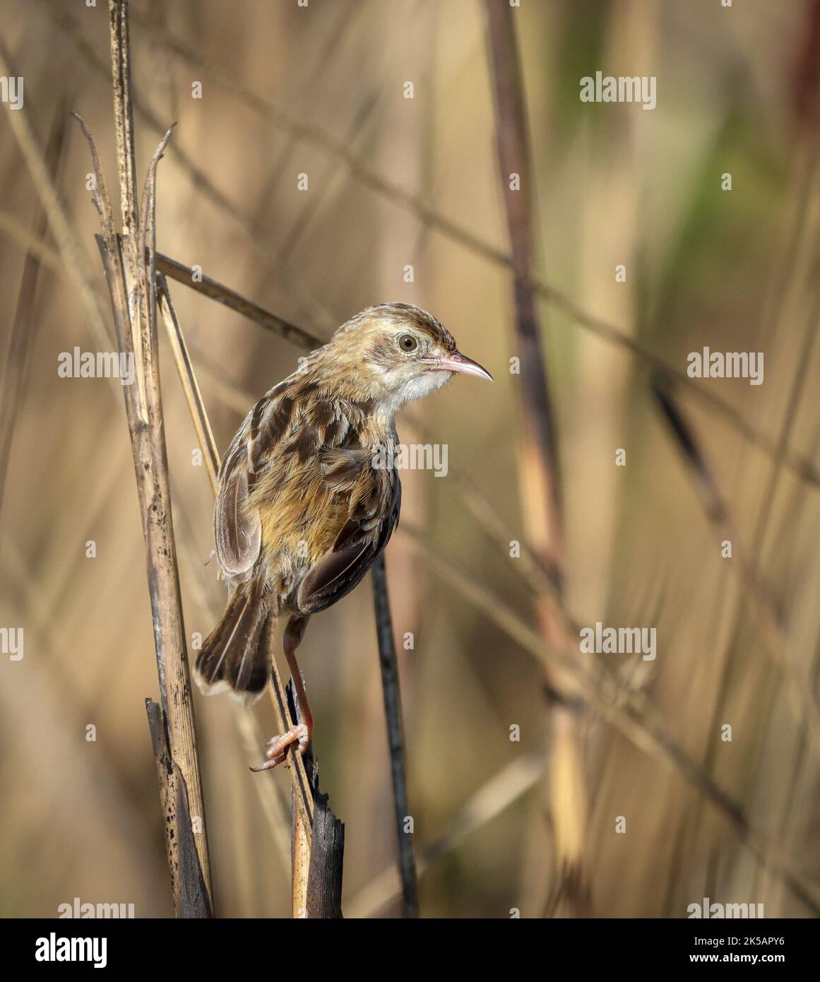 Zitting cisticola oder gestreift Fantail-Waldsänger ist ein weit verbreiteter Old World-Waldsänger. Stockfoto