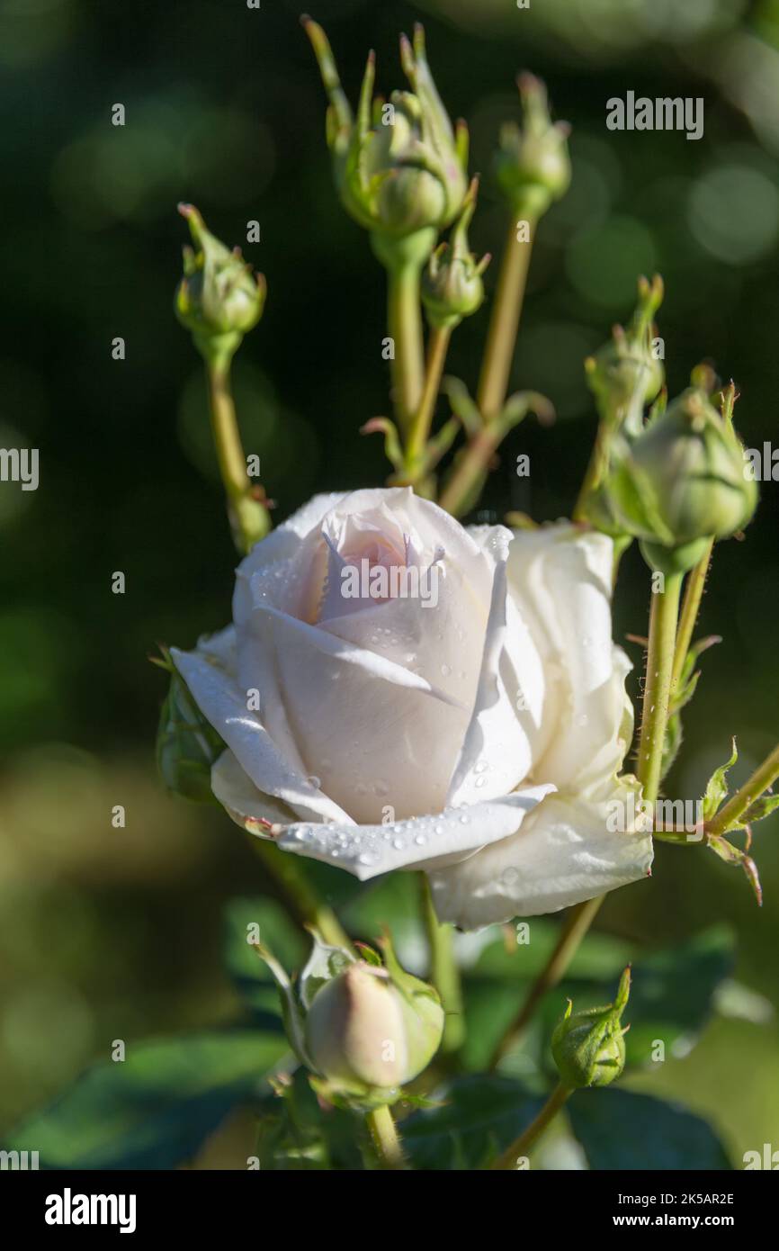 Wunderbare Trauben mit sehr eleganten Knospen und Blütenrose. Creme mit einem Hauch von Aprikosenfarbe Rose im Garten. Stockfoto