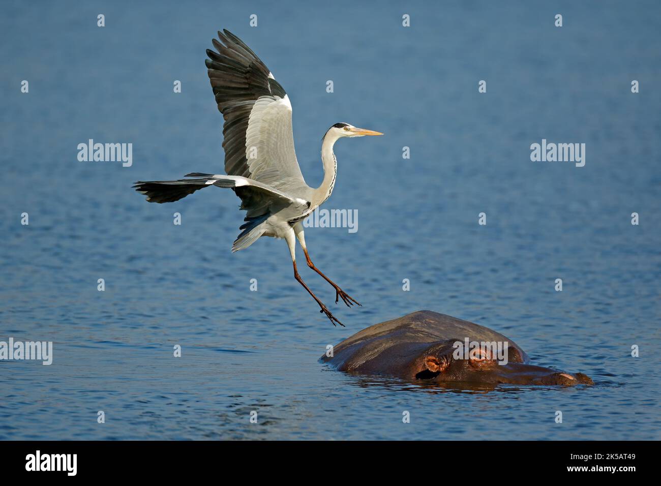 Graureiher (Ardea cinerea) landet auf einem Nilpferd, Kruger National Park, Südafrika Stockfoto