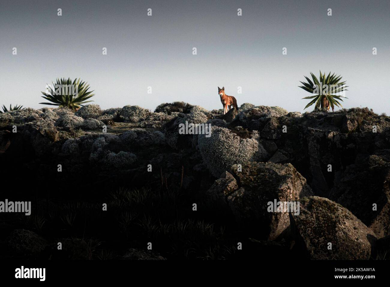 Der Schakal geht über die felsige Ebene. Äthiopien: DIESE ATEMBERAUBENDEN Bilder zeigen Tiere in ihren natürlichen Lebensräumen, diese wunderschönen Landschaften, die sich zurückbilden Stockfoto