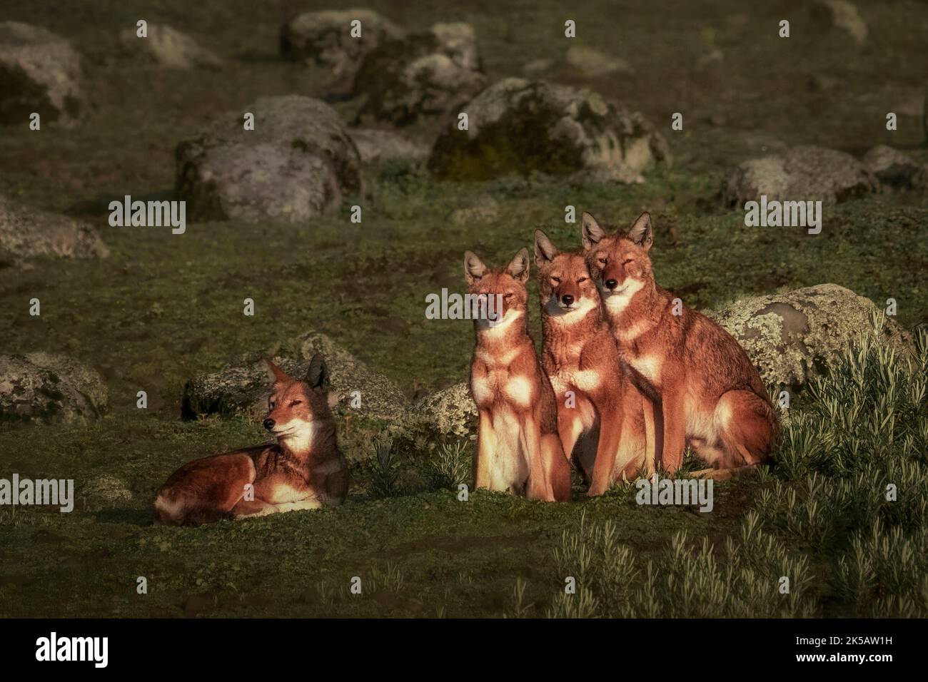Eine Familie drängte sich in der untergehenden Sonne zusammen. Äthiopien: DIESE ATEMBERAUBENDEN Bilder zeigen Tiere in ihren natürlichen Lebensräumen, diese schönen Landschaften Formi Stockfoto