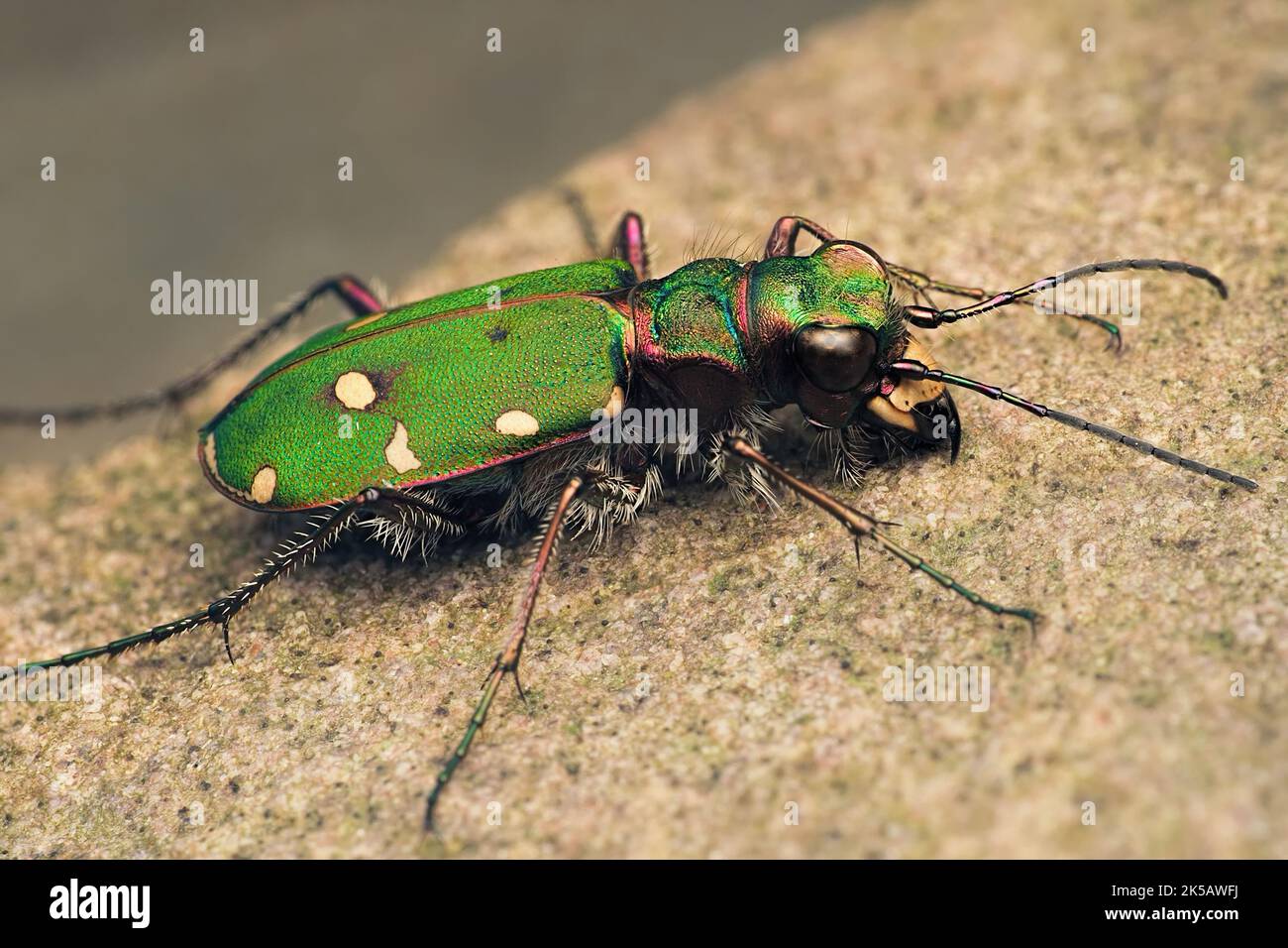 Grüner Tiger-Käfer (Cicindela campestris), der auf dem Boden ruht. Tipperary, Irland Stockfoto