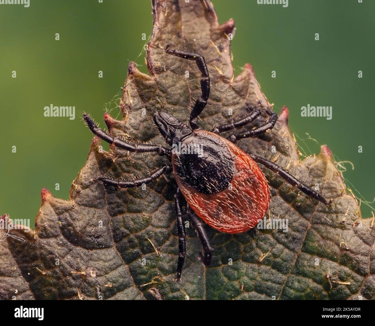 Ixodes ricinus Tick ruht auf einem Brambleaf. Tipperary, Irland Stockfoto