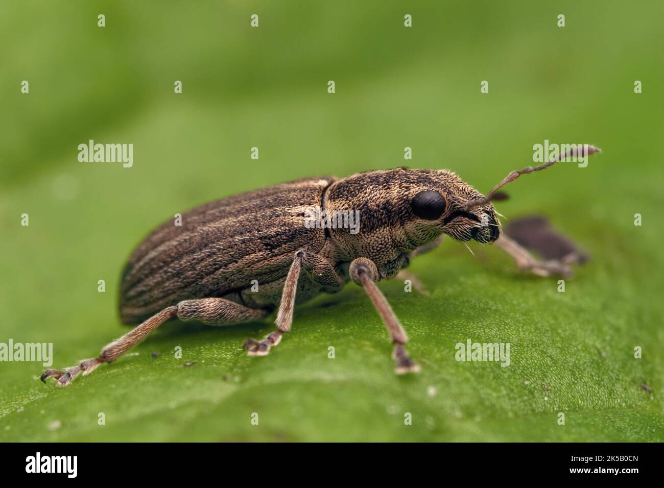 Sitona lineatus Weevil ruht auf dem Blatt. Tipperary, Irland Stockfoto