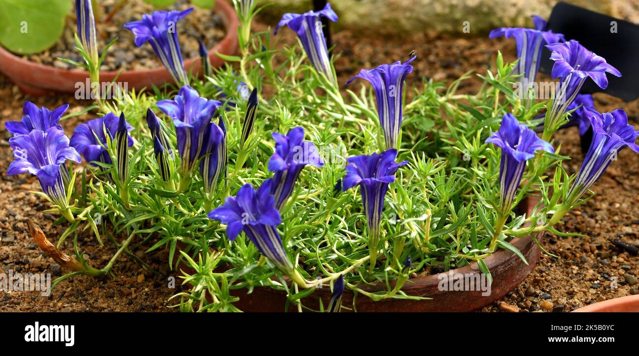 Eine Gruppe von blauen Blüten von Enzian Troon. Stockfoto