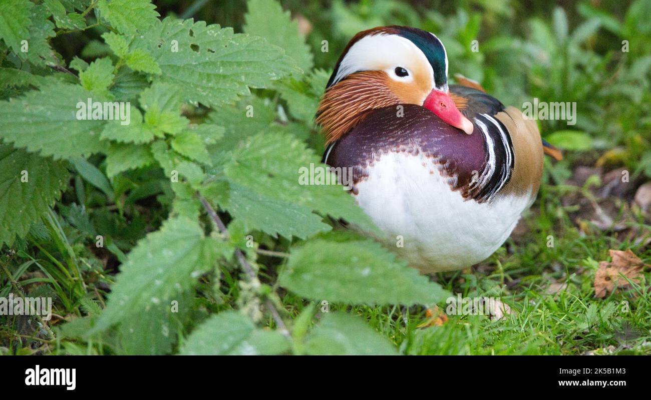 Eine Mandarinente mit einem roten Schnabel, der zur Seite schaut, mit grünen Pflanzen im Hintergrund, Martin Mere Wetlands, Burscough, Großbritannien Stockfoto