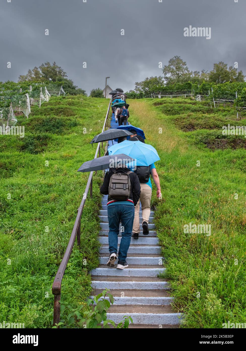 Au ZH, Schweiz - 15,2022. September: Eine Gruppe von Menschen mit Sonnenschirmen klettert an einem regnerischen Tag zwischen den Weinbergen die Treppe hinauf Stockfoto