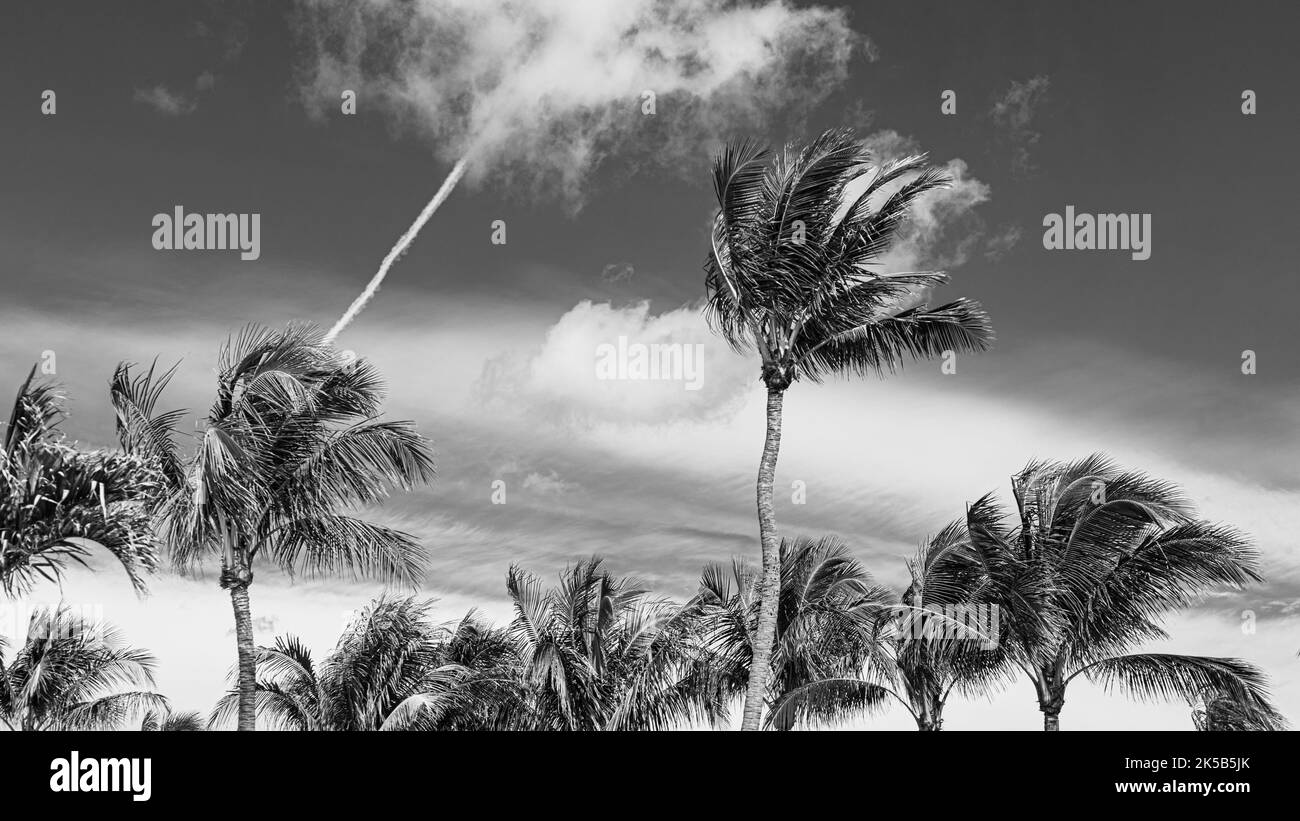 Eine Graustufe von Palmen gegen bewölkten Himmel - ideal für Tapeten Stockfoto