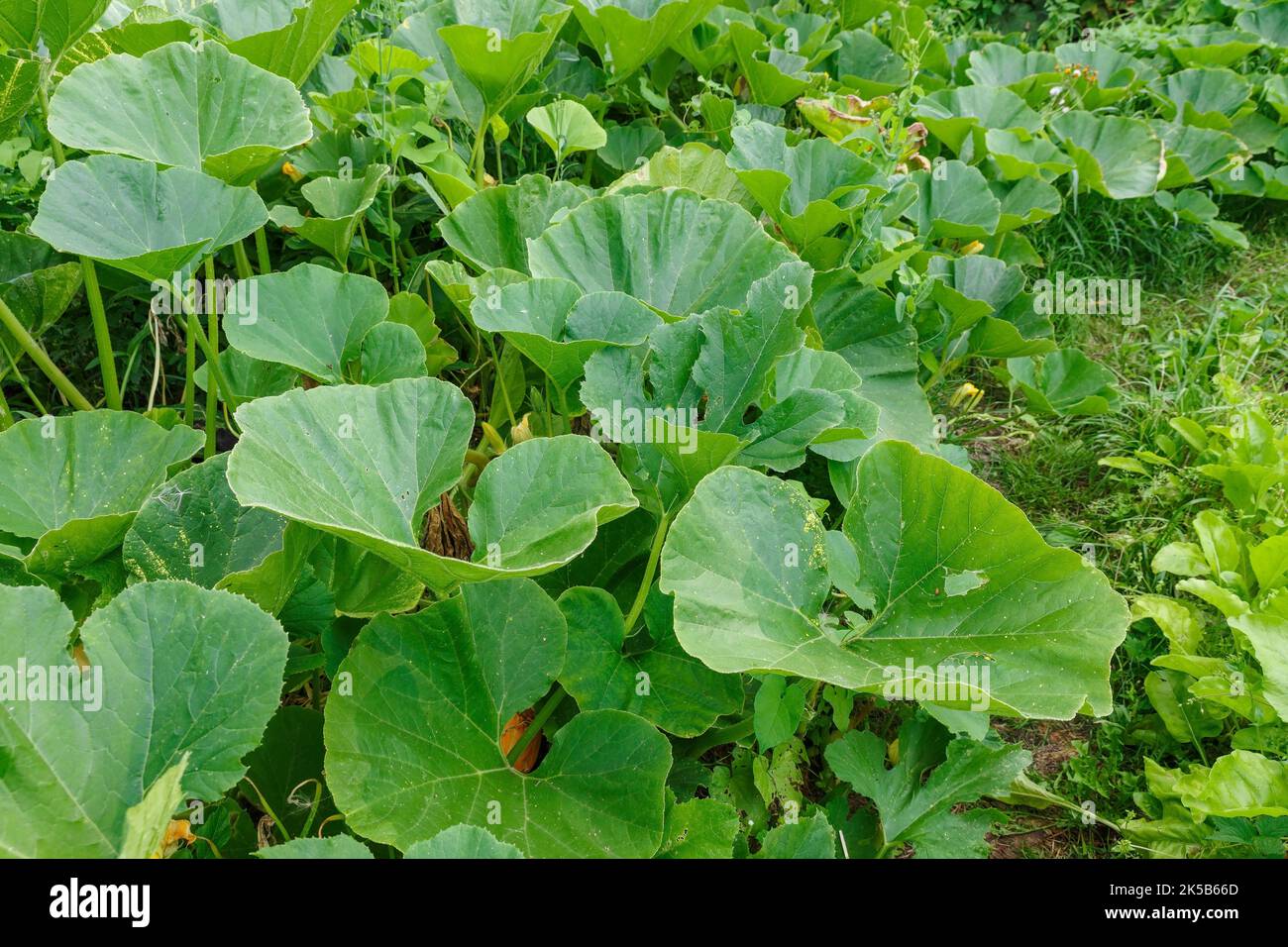 Grüne Kürbisblätter wachsen auf dem Gemüsegarten. Kürbisblätter aus der Nähe im Gemüsegarten Stockfoto