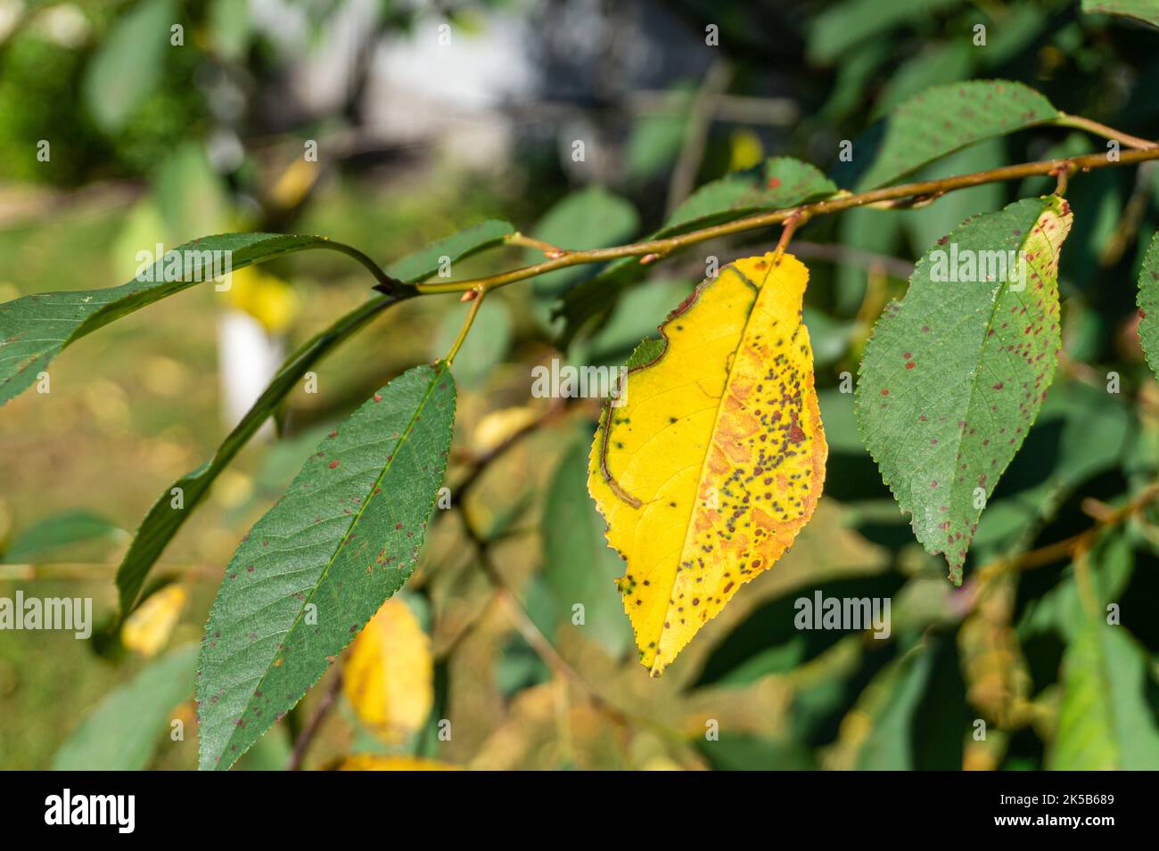 Kirschblattfleck durch Blumeriella jaapii-Pilz verursacht. Gelbblättriges Blattläuschen Kokkosen von Kirsch- und Pflaumenbäumen. Braune Flecken auf den Blättern. Stockfoto