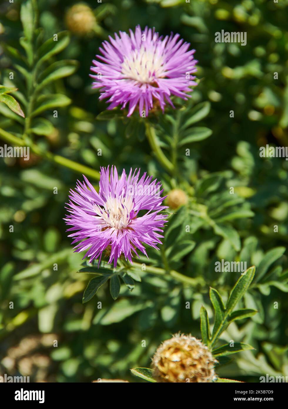 Centaurea jacea - Arten krautiger Staudenpflanzen der Gattung Centaurea, die in ganz Europa auf trockenen Wiesen und offenen Wäldern beheimatet sind. Stockfoto Centaurea jacea - Arten krautiger Staudenpflanzen der Gattung Centaurea, die in ganz Europa auf trockenen Wiesen und offenen Wäldern beheimatet sind. Stockfoto