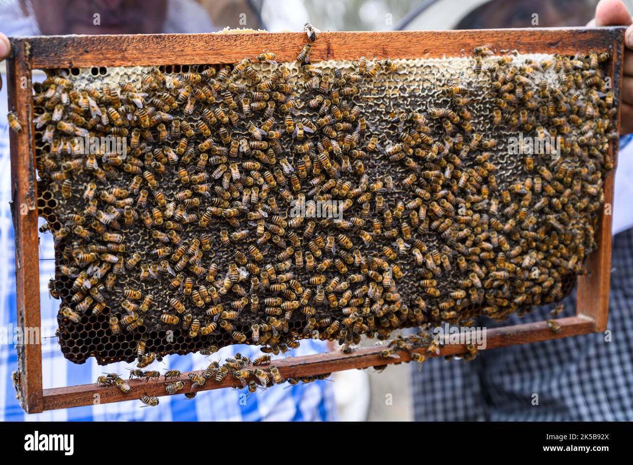 Ein Imker hält einen Rahmen mit Bienen. Honigproduktion. Bienenhaus in der Natur. Natürliche Nahrung. Bienen auf Honigwaben Stockfoto