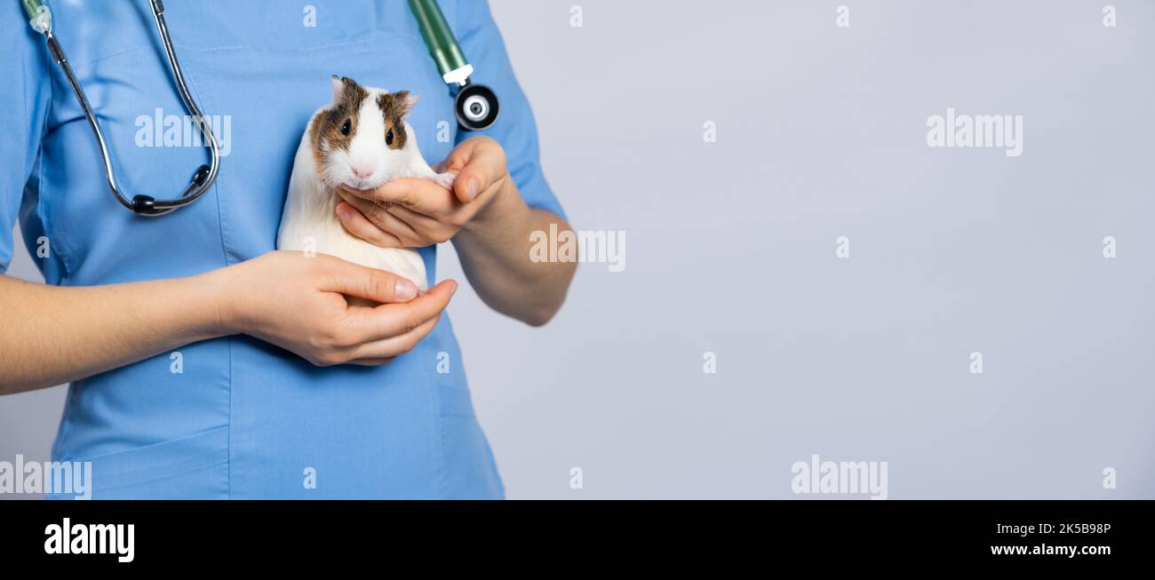 Ein kleines Meerschweinchen in den Händen eines Tierarztes, ein Banner mit einem Platz für Text für eine Tierklinik Stockfoto