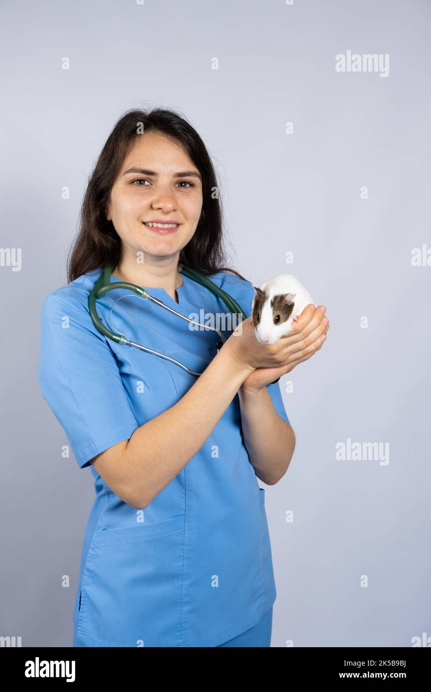 Lustiges kleines Meerschweinchen in den Händen eines Tierarztes, ein Ort zum Text. Stockfoto