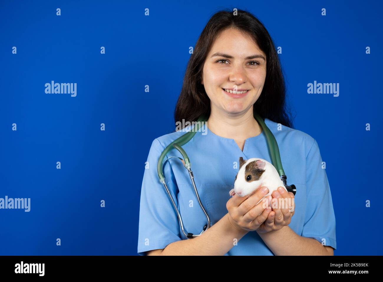 Ein kleines Meerschweinchen in den Händen eines Tierarztes auf blauem Hintergrund, ein Ort zum Text. Stockfoto